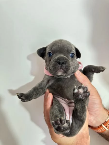 Cuccioli di bulldog francese  | Foto 6