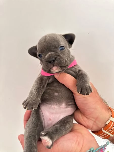 Cuccioli di bulldog francese  | Foto 5