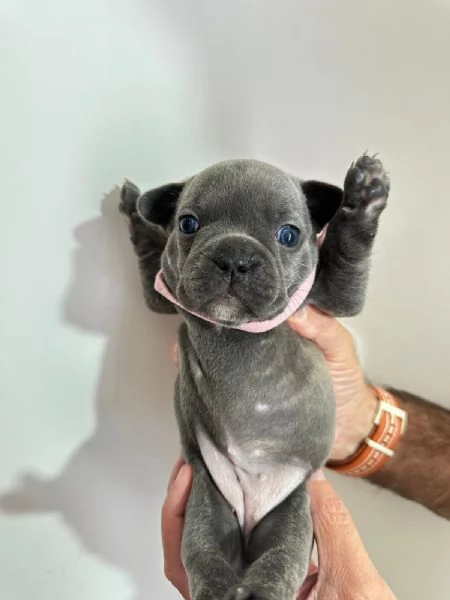 Cuccioli di bulldog francese  | Foto 4