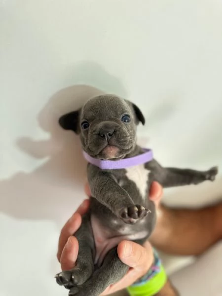 Cuccioli di bulldog francese  | Foto 3