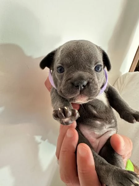 Cuccioli di bulldog francese  | Foto 2
