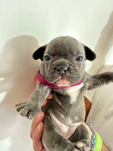 Cuccioli di bulldog francese  | Foto 1