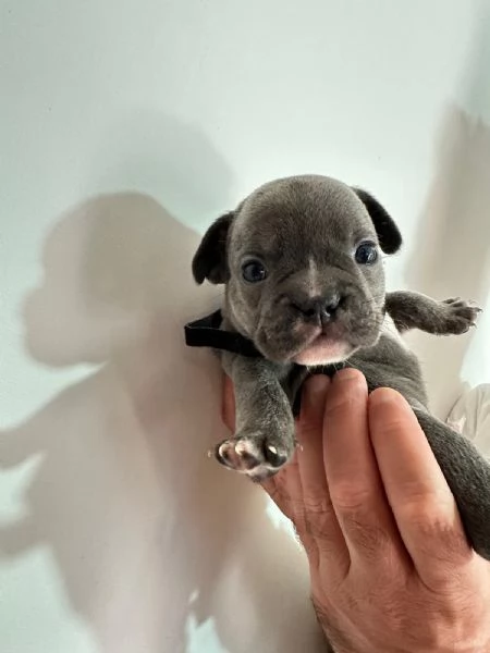 Cuccioli di bulldog francese  | Foto 0