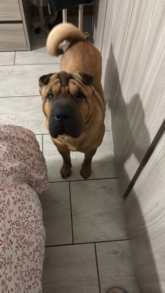 Regalo Sharpei  | Foto 0