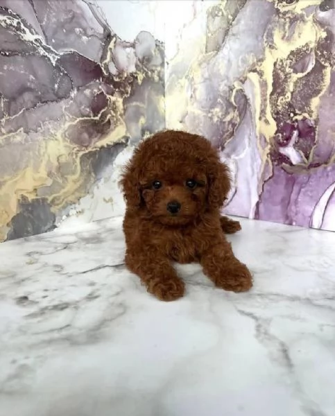  Barboncino Toy (cuccioli maschio e femmina) | Foto 0