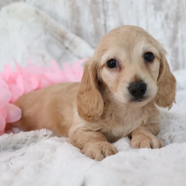 Bassotto nana(cuccioli maschio e femmina)