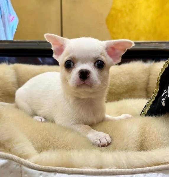  Chihuahua Toy (cuccioli maschio e femmina)
