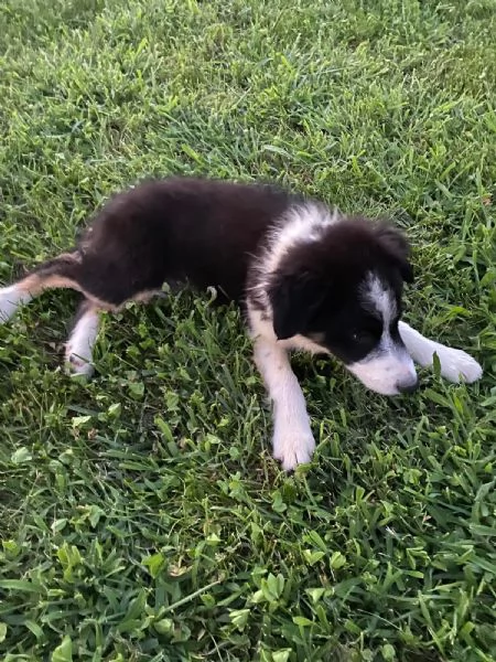 vendo cuccioli di border collie | Foto 0