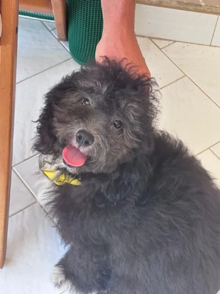 Barboncino toy | Foto 0