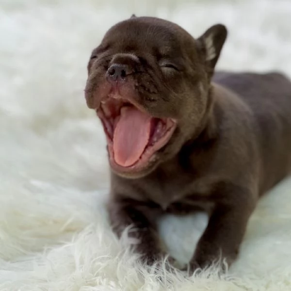 Bulldog Francese (cuccioli maschio e femmina)