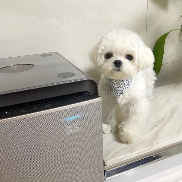 Maltese (cuccioli maschio e femmina) | Foto 0