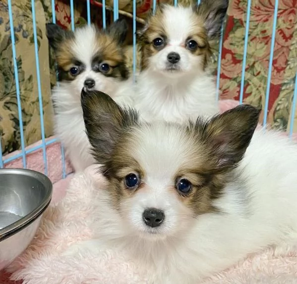 Papillon (cuccioli maschio e femmina)