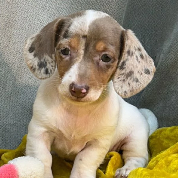 Bassotto (cuccioli maschio e femmina)