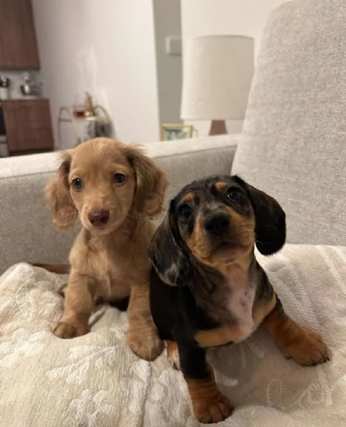 Bassotto (cuccioli maschio e femmina)