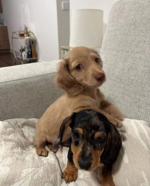 Bassotto (cuccioli maschio e femmina) | Foto 0
