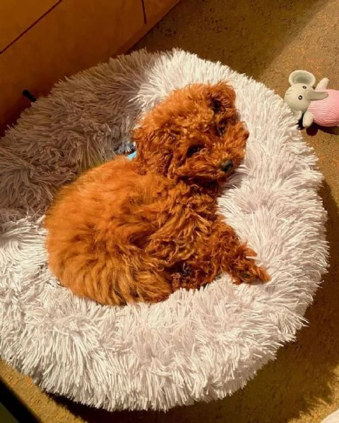 Barboncino (cuccioli maschio e femmina)