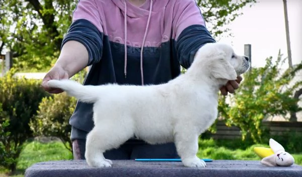 CUCCIOLI DI GOLDEN RETRIEVER | Foto 0