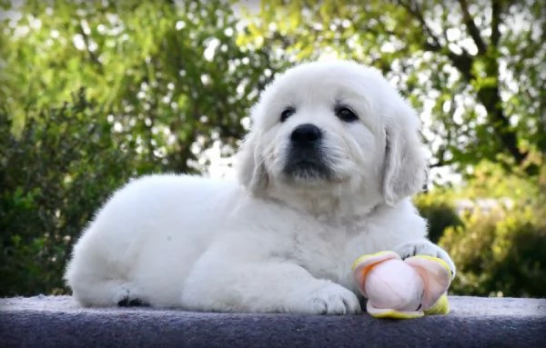 CUCCIOLI DI GOLDEN RETRIEVER