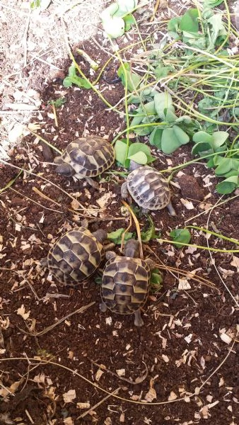 CEDO/VENDO TARTARUGHE HERMANNI