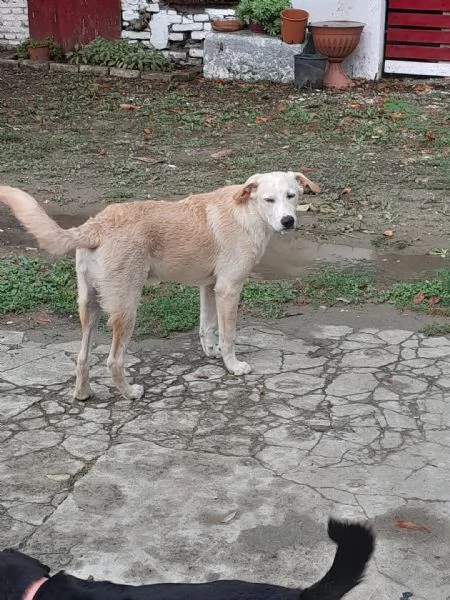 Regalo cucciolo  | Foto 1