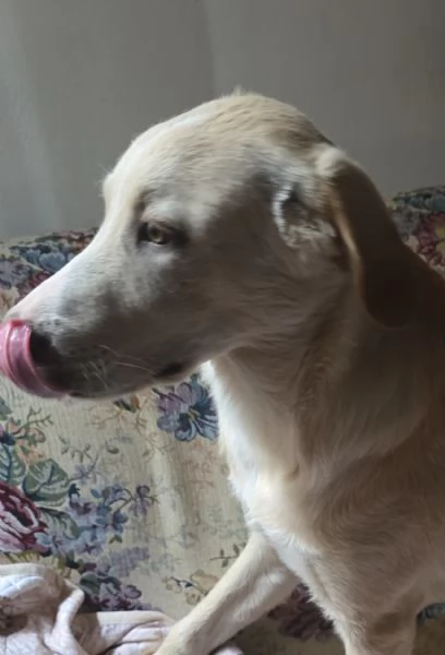 Regalo cucciolo  | Foto 0