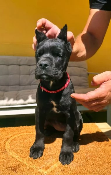 Cane Corso bellissimi cuccioli | Foto 6