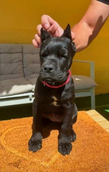 Cane Corso bellissimi cuccioli | Foto 5