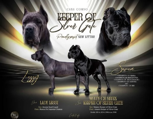 Cane Corso bellissimi cuccioli