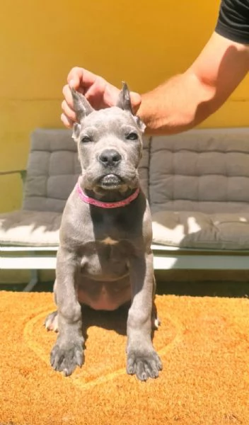 Cane Corso bellissimi cuccioli | Foto 4