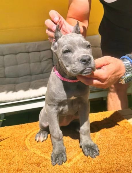 Cane Corso bellissimi cuccioli | Foto 1