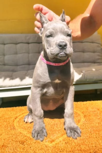 Cane Corso bellissimi cuccioli | Foto 0