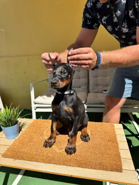 Cuccioli di Doberman | Foto 6