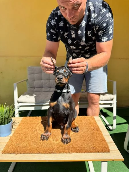Cuccioli di Doberman | Foto 5