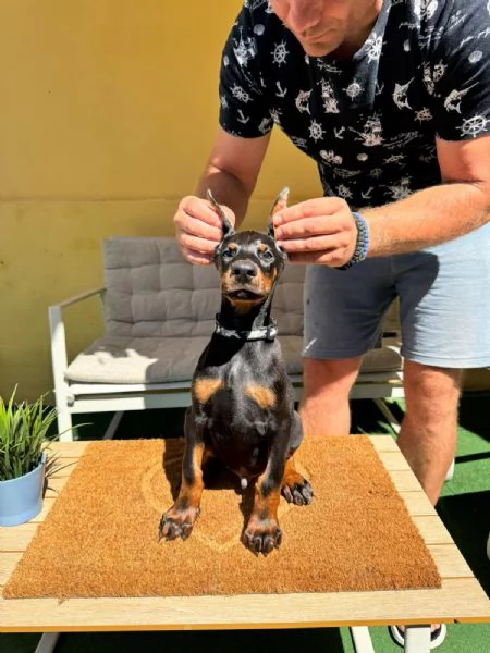 Cuccioli di Doberman