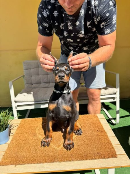 Cuccioli di Doberman | Foto 4