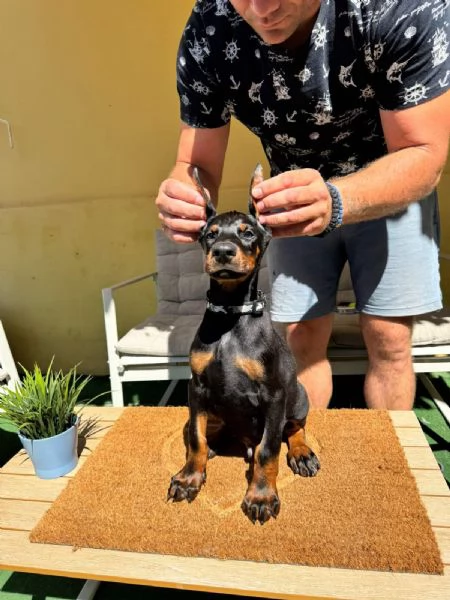 Cuccioli di Doberman | Foto 3