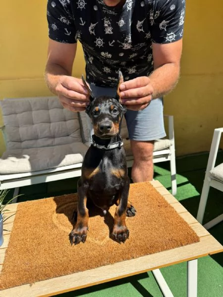 Cuccioli di Doberman | Foto 2
