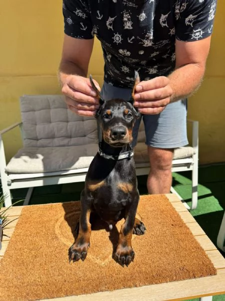 Cuccioli di Doberman | Foto 1