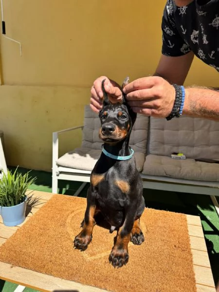 Cuccioli di Doberman | Foto 0