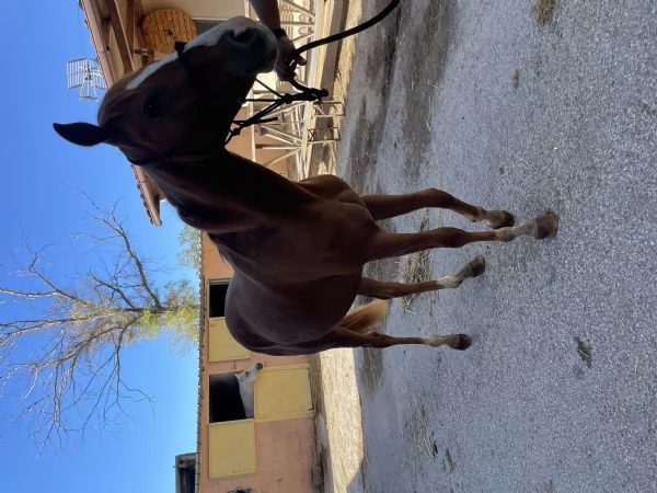 PULEDRA  AMERICAN CUORTER HORSE 