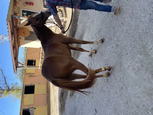 PULEDRA  AMERICAN CUORTER HORSE  | Foto 6