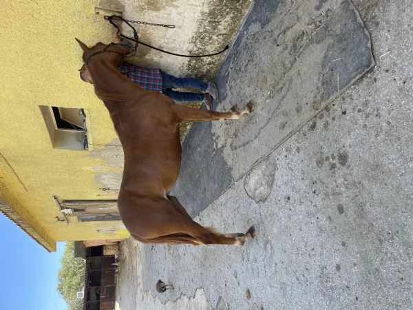 PULEDRA  AMERICAN CUORTER HORSE  | Foto 5