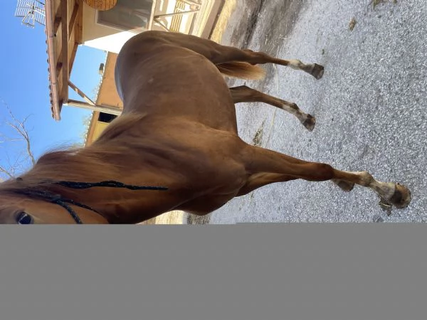 PULEDRA  AMERICAN CUORTER HORSE  | Foto 3