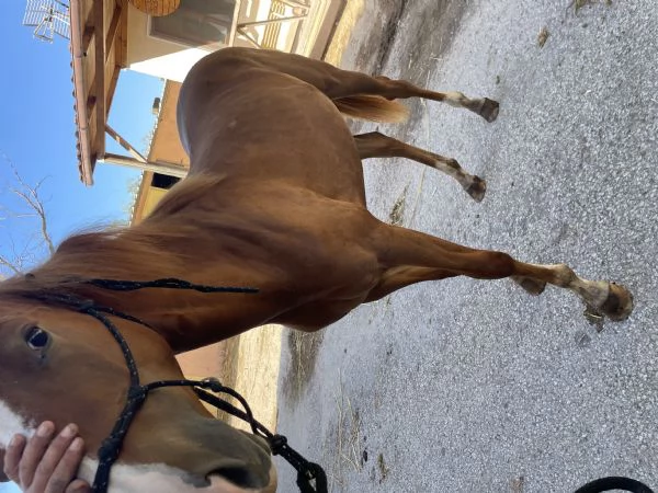 PULEDRA  AMERICAN CUORTER HORSE  | Foto 2