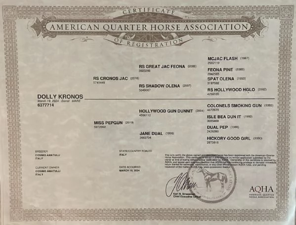 PULEDRA  AMERICAN CUORTER HORSE  | Foto 1