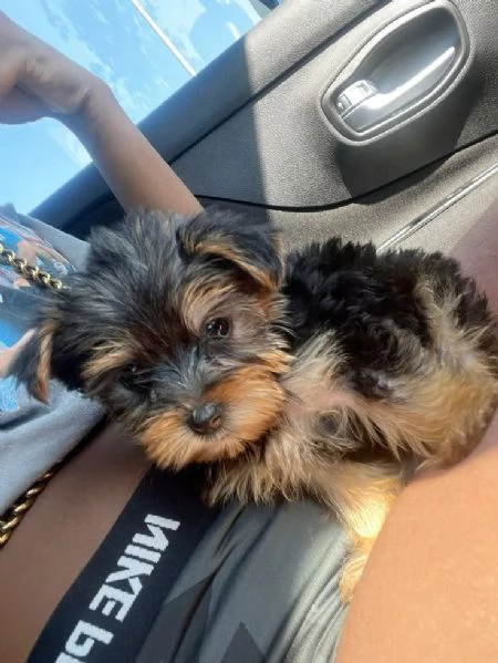 Cuccioli di Yorkshire terrier disponibili | Foto 0