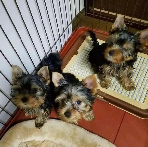 Cuccioli di Yorkshire terrier disponibili