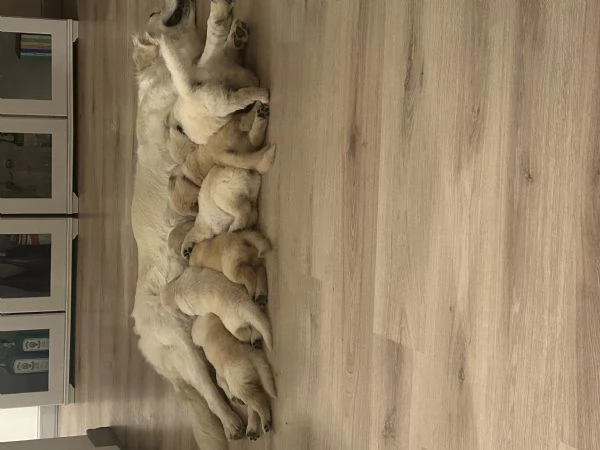 Disponibili splendidi cuccioli di Golden retriver , per info contattatemi al [hidden] | Foto 6