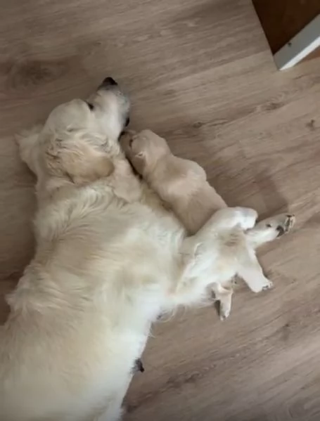 Disponibili splendidi cuccioli di Golden retriver , per info contattatemi al [hidden] | Foto 5