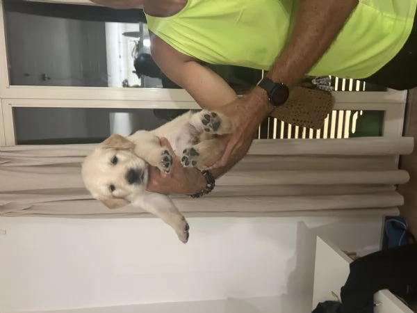 Disponibili splendidi cuccioli di Golden retriver , per info contattatemi al [hidden] | Foto 4